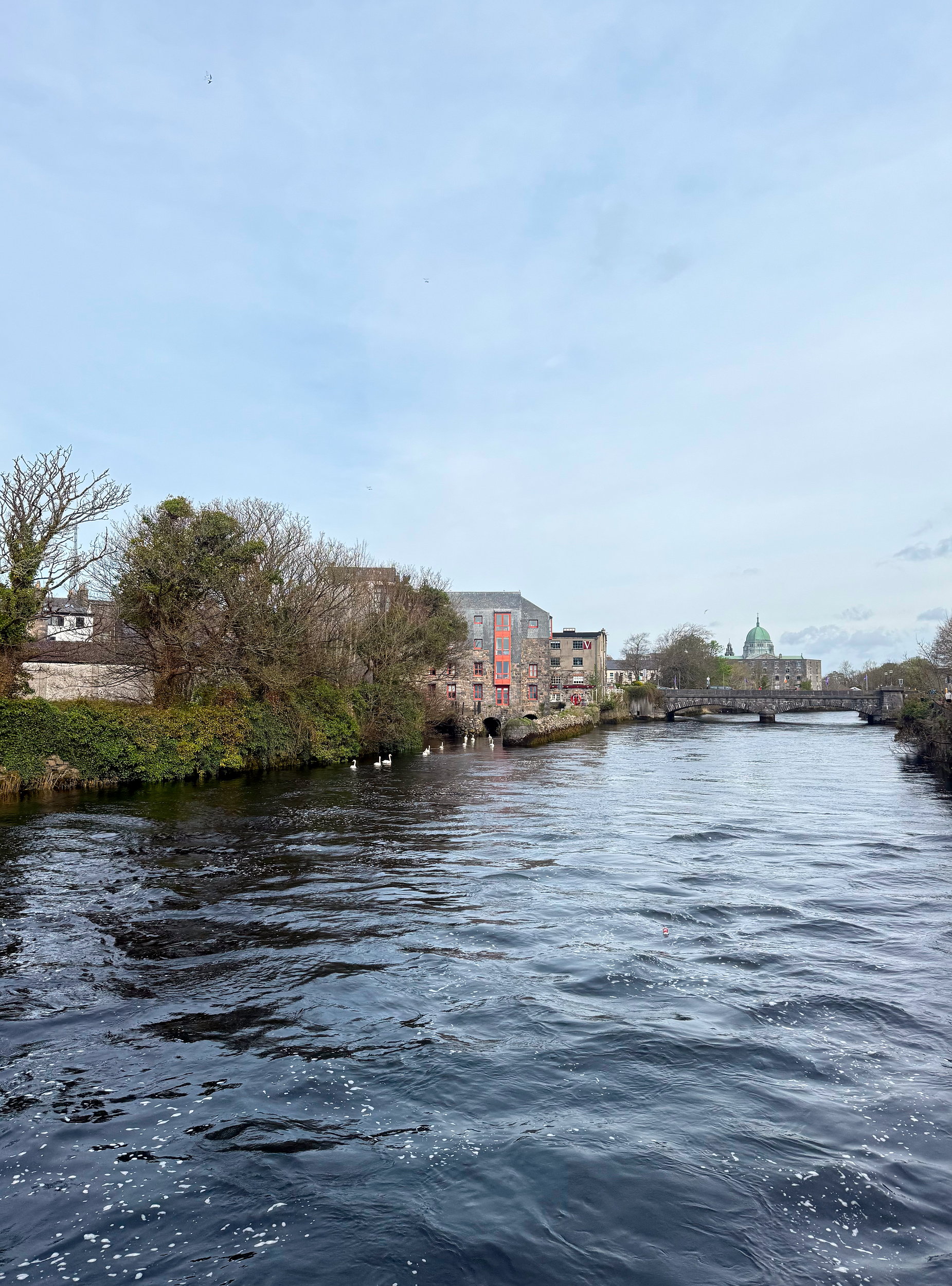 Swans in the canal in Galway, Ireland