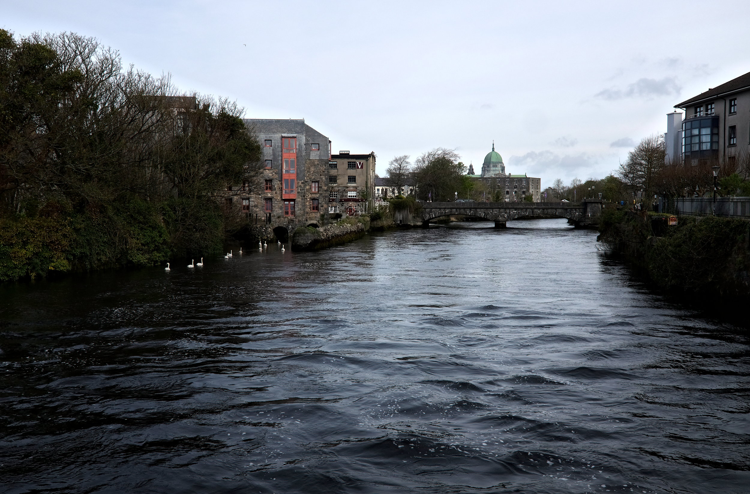 View of a canal in Galway with a string of geese floating alongside