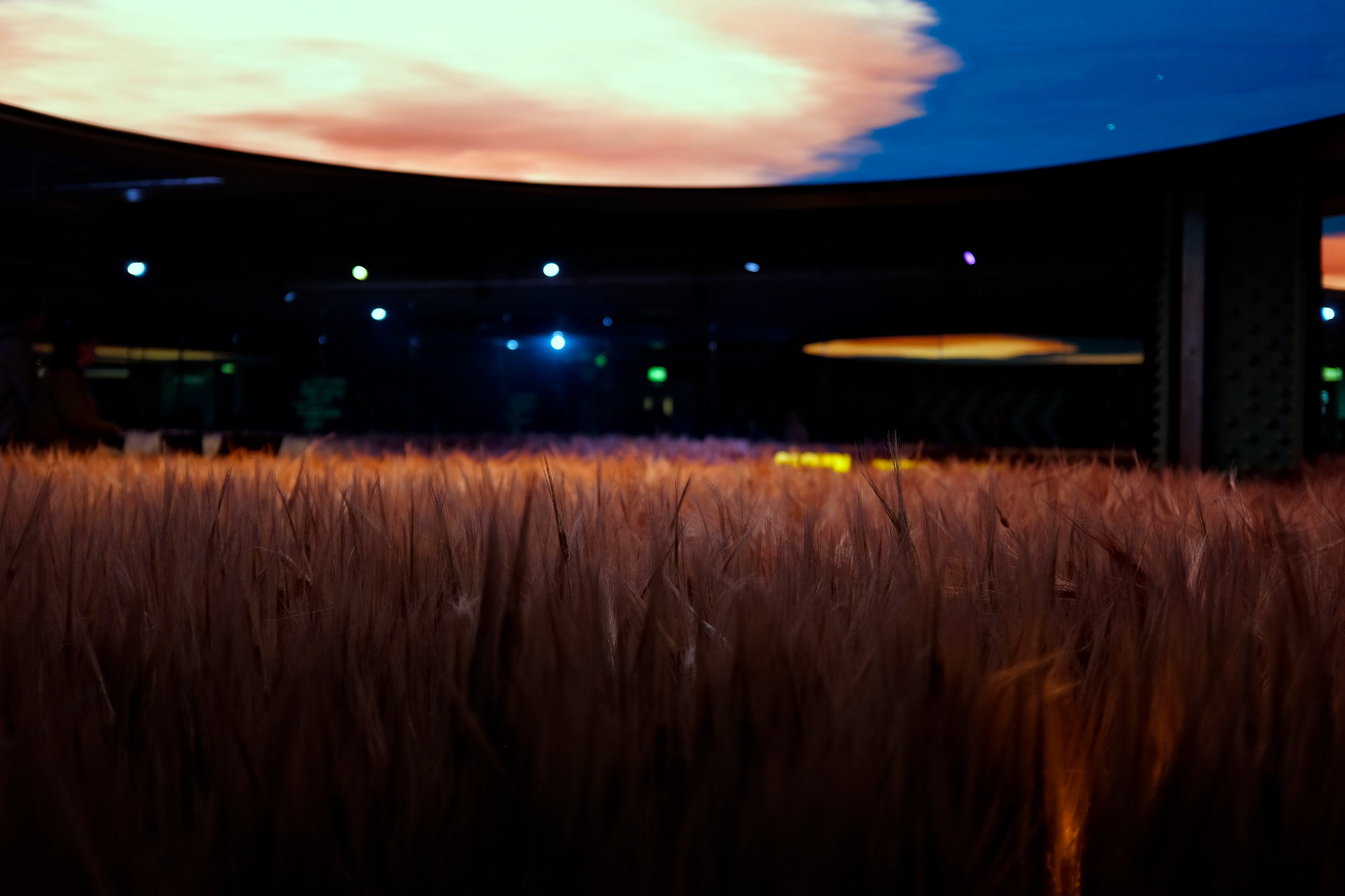A room of barley at the Guinness Storehouse