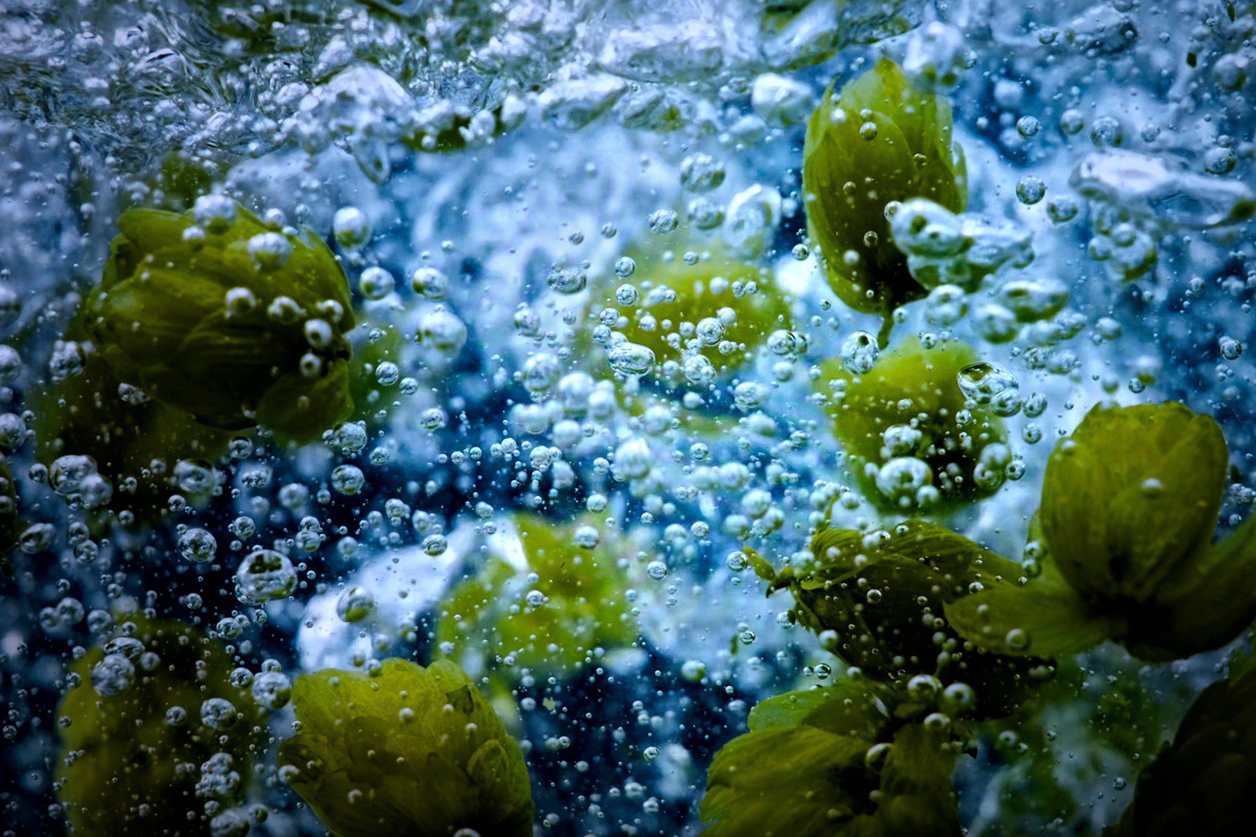 A digital rendering of hops floating in water