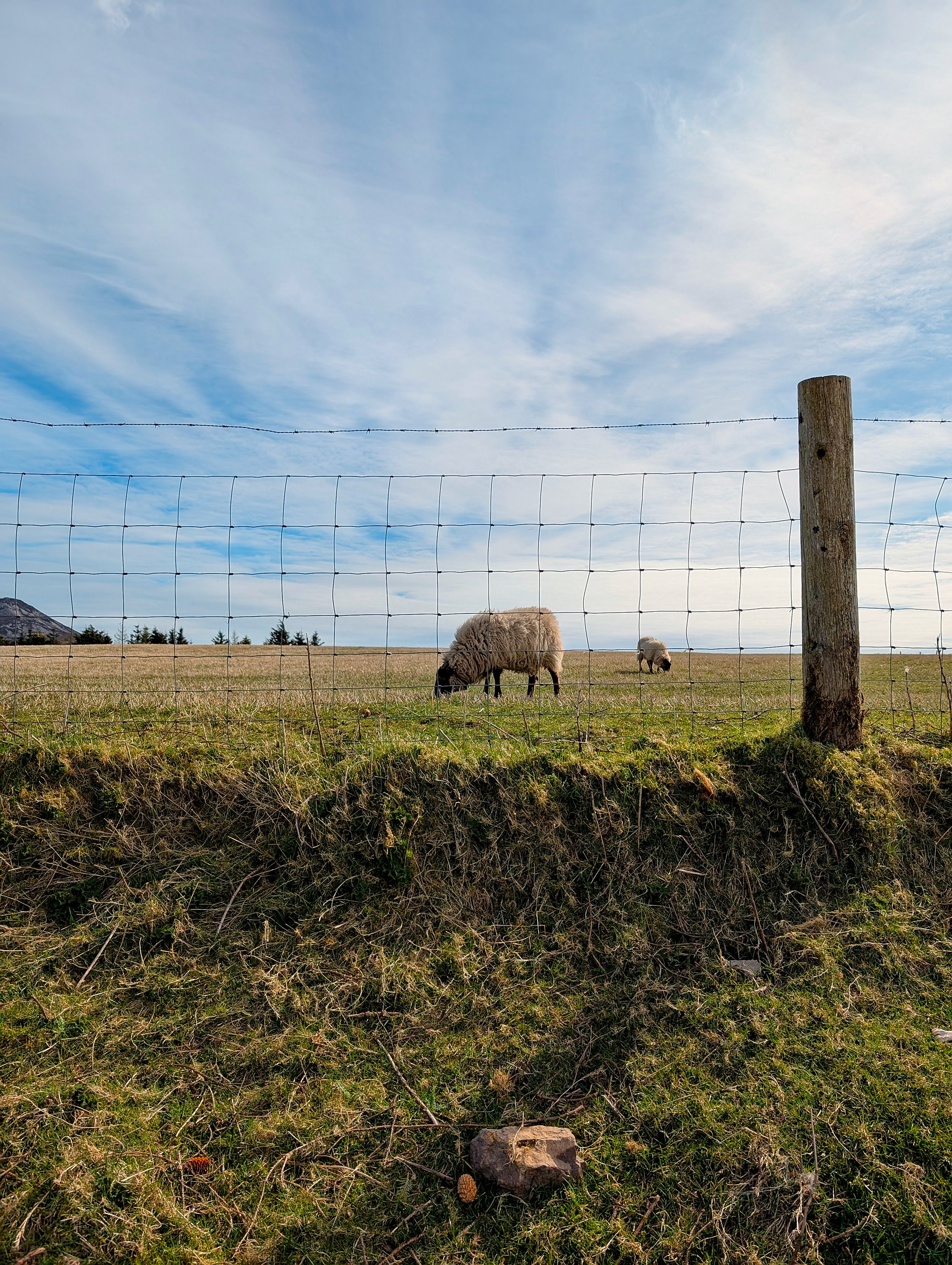 Sheep in a field alongside a road in Ireland